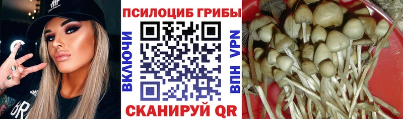 Купить где Тогучин Галлюциногенные грибы прущие грибы